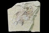 Cretaceous Fossil Fish (Stichocentrus) - Lebanon #162735-1